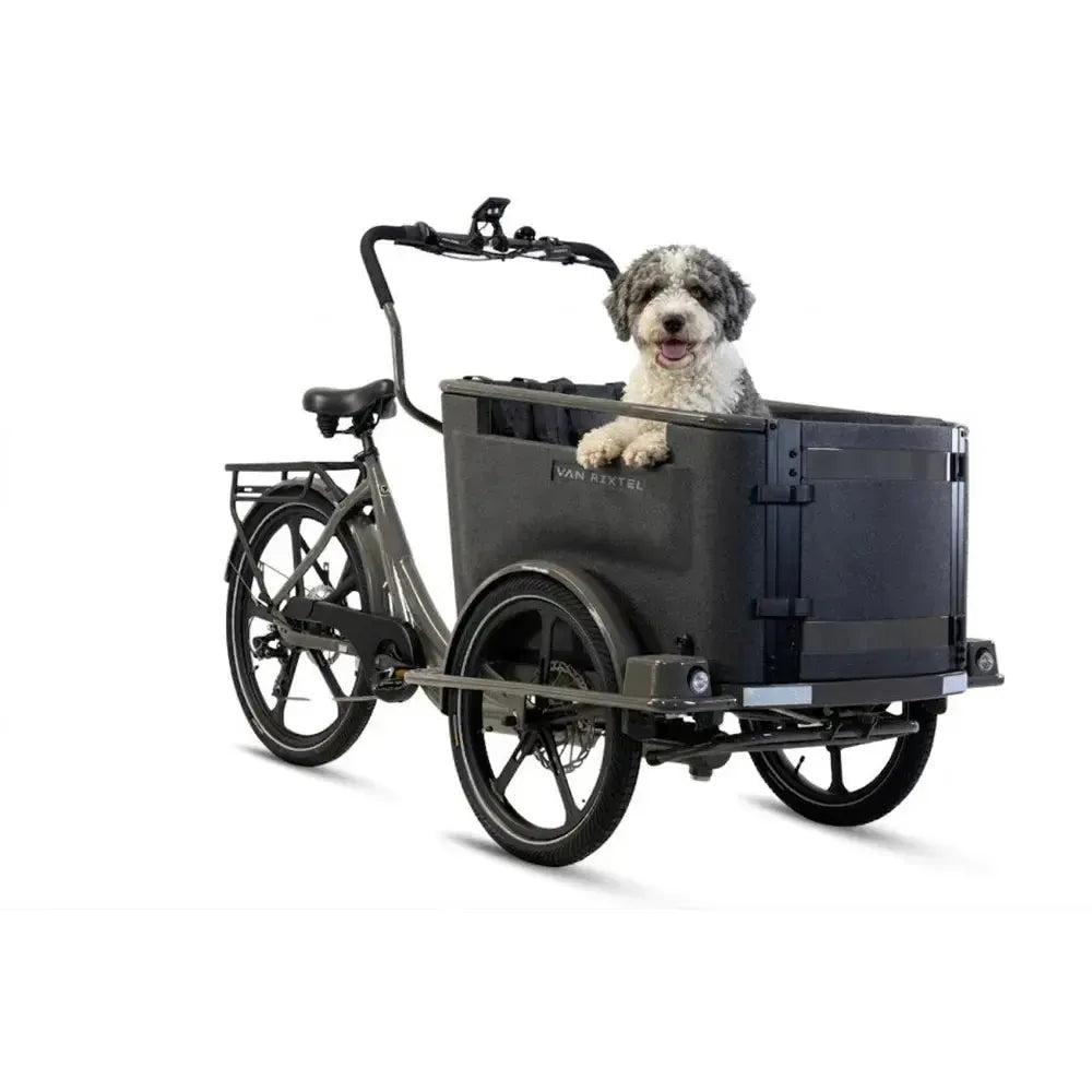 Van Rixtel Dog - Grafite